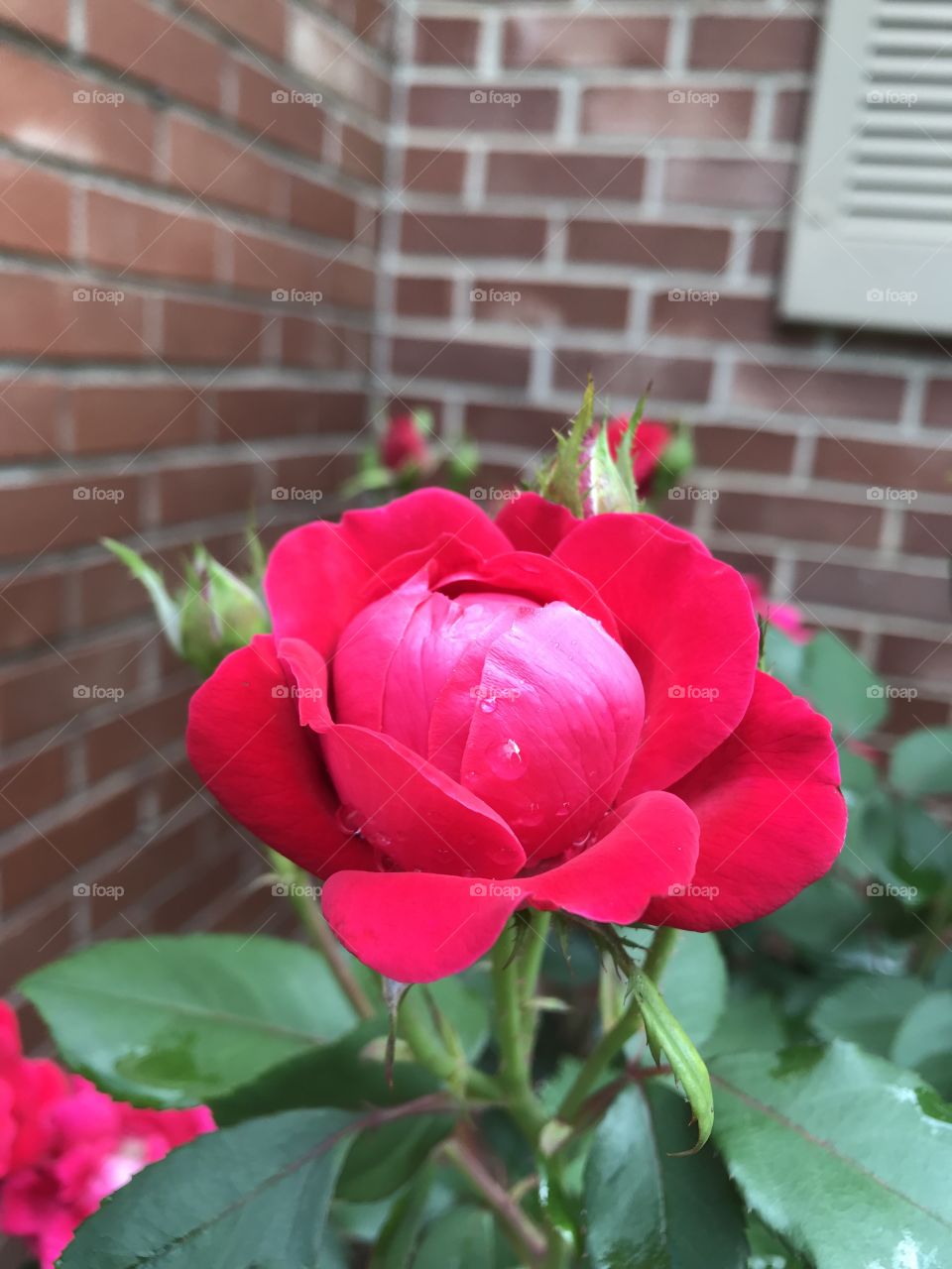 A beautiful red rose not in full bloom. 