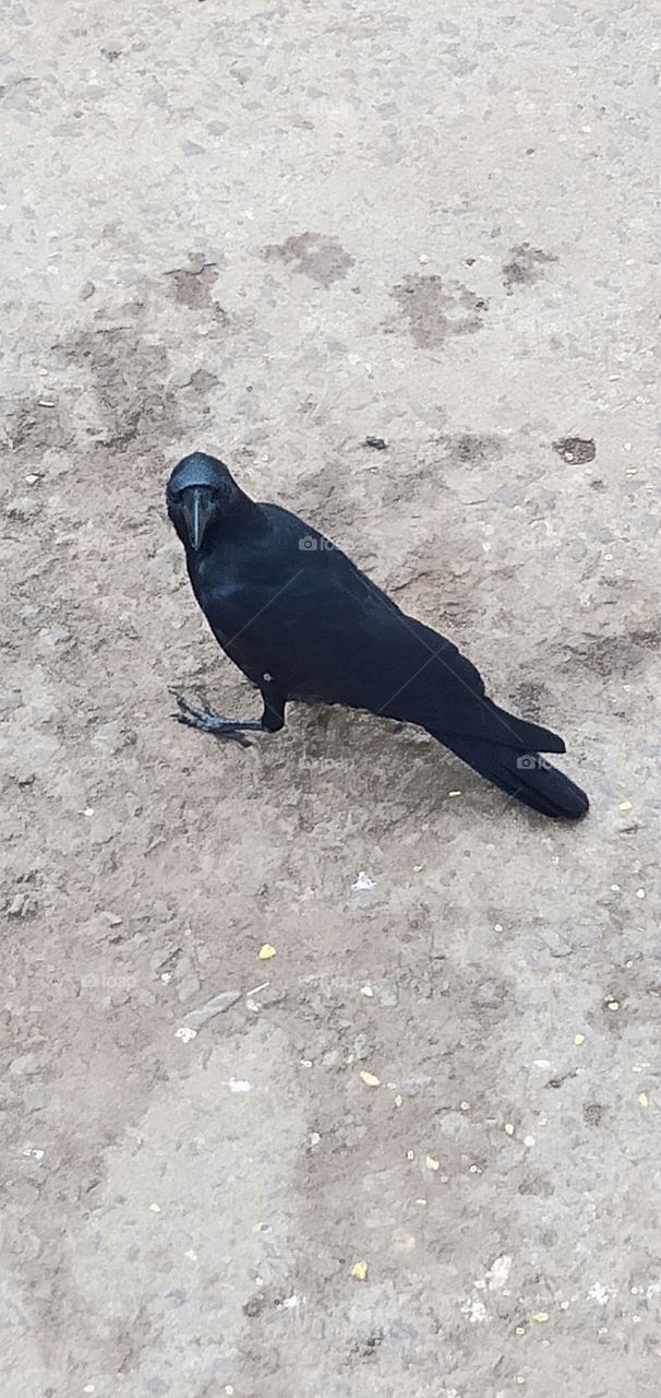 black Crow