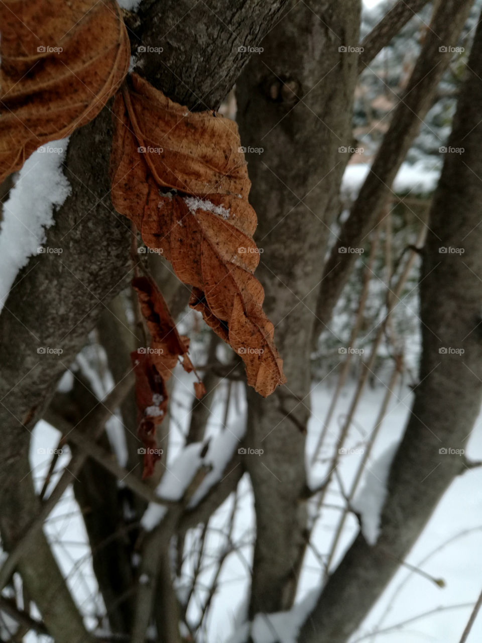 frozen leaf. cold winter. tree and snow