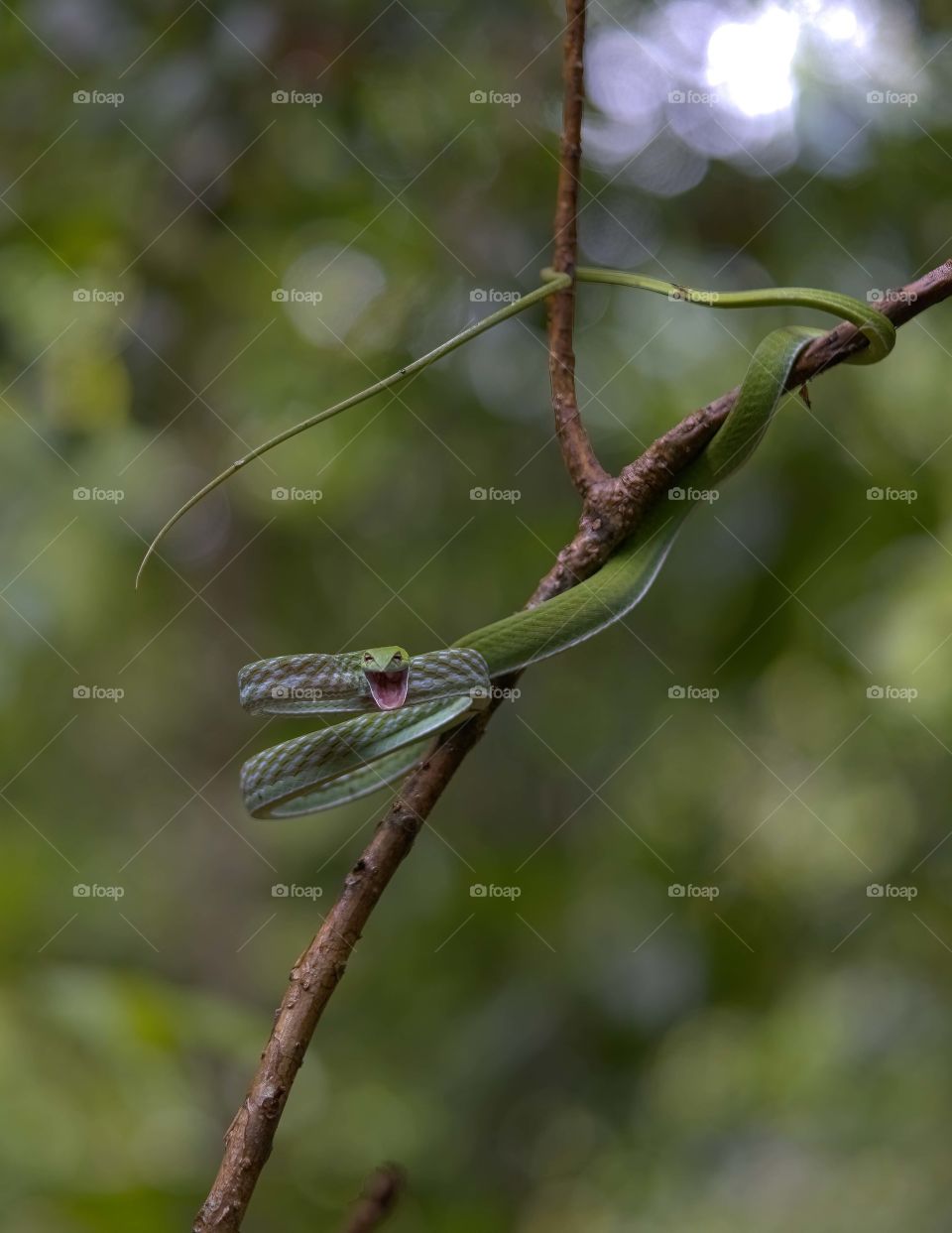 Smiling snake - Green vine snake