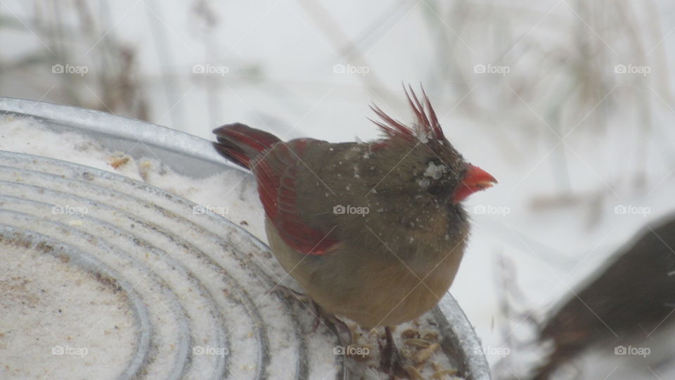 Cardinal in the snow