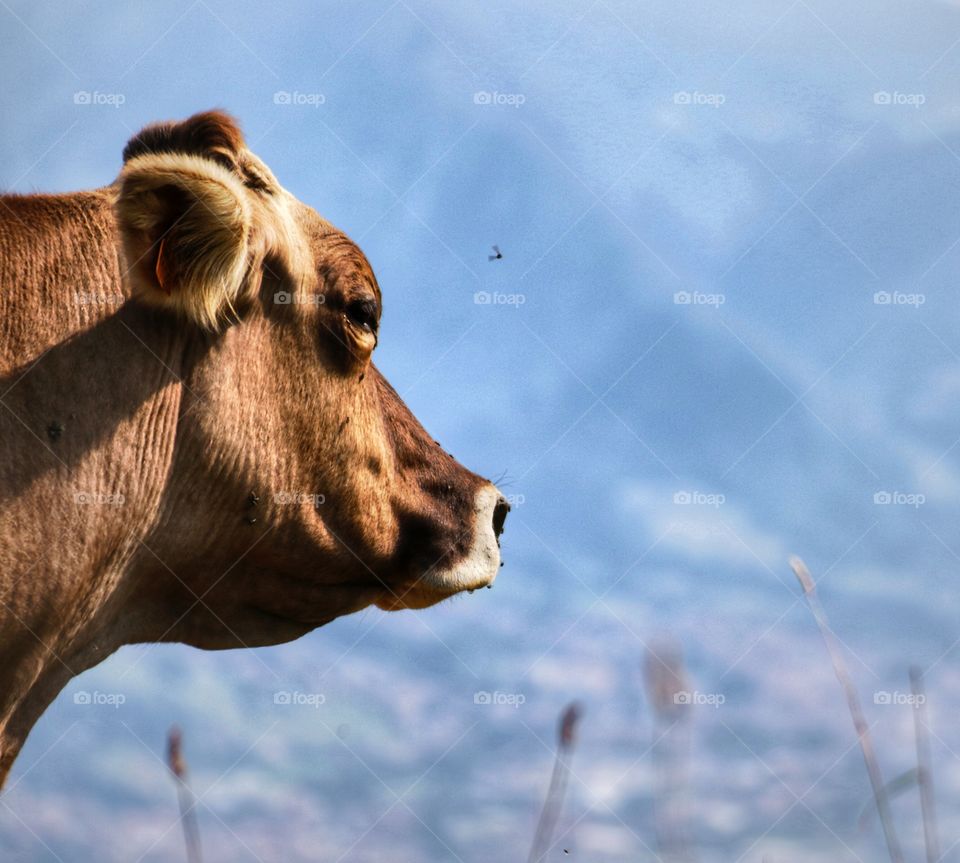 Brown cow looking the panorama of a mountain valley