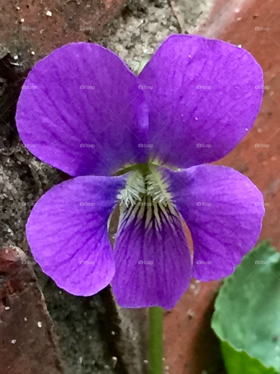 Hooded Blue Violet