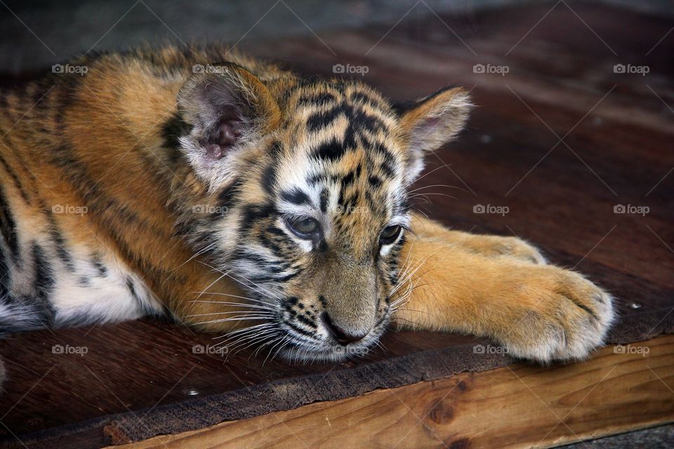 A close up portrait of a cute tiger cub laying down and resting on a wooden floor.