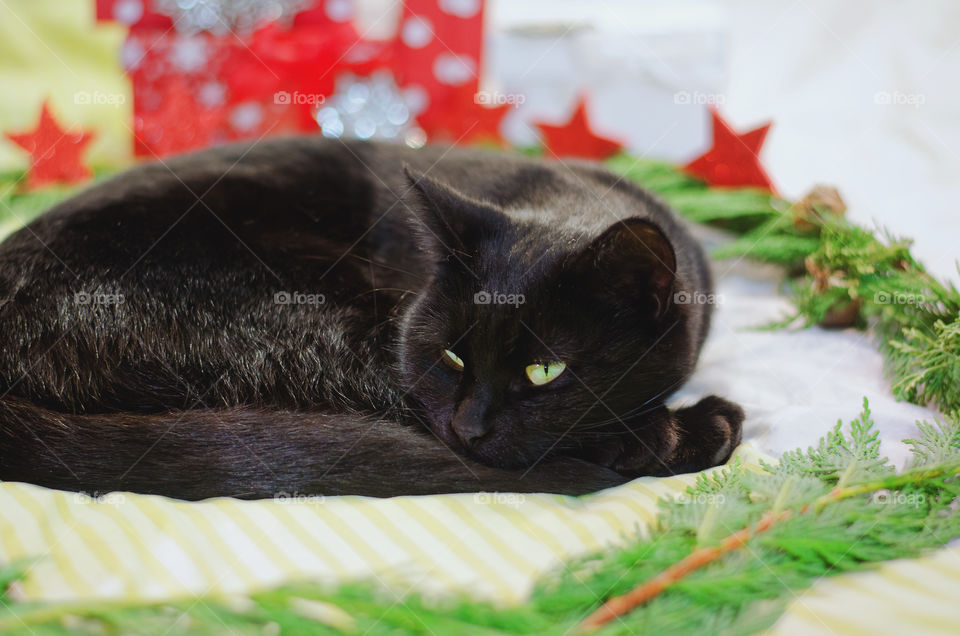 Background of the black cat with green eyes sitting and relaxing near Christmas decorations and pine branches at home. Christmas card. Winter card.