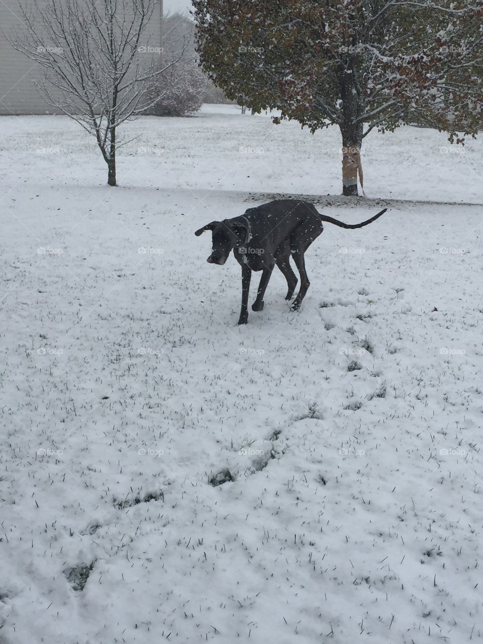 Dashing through the snow 