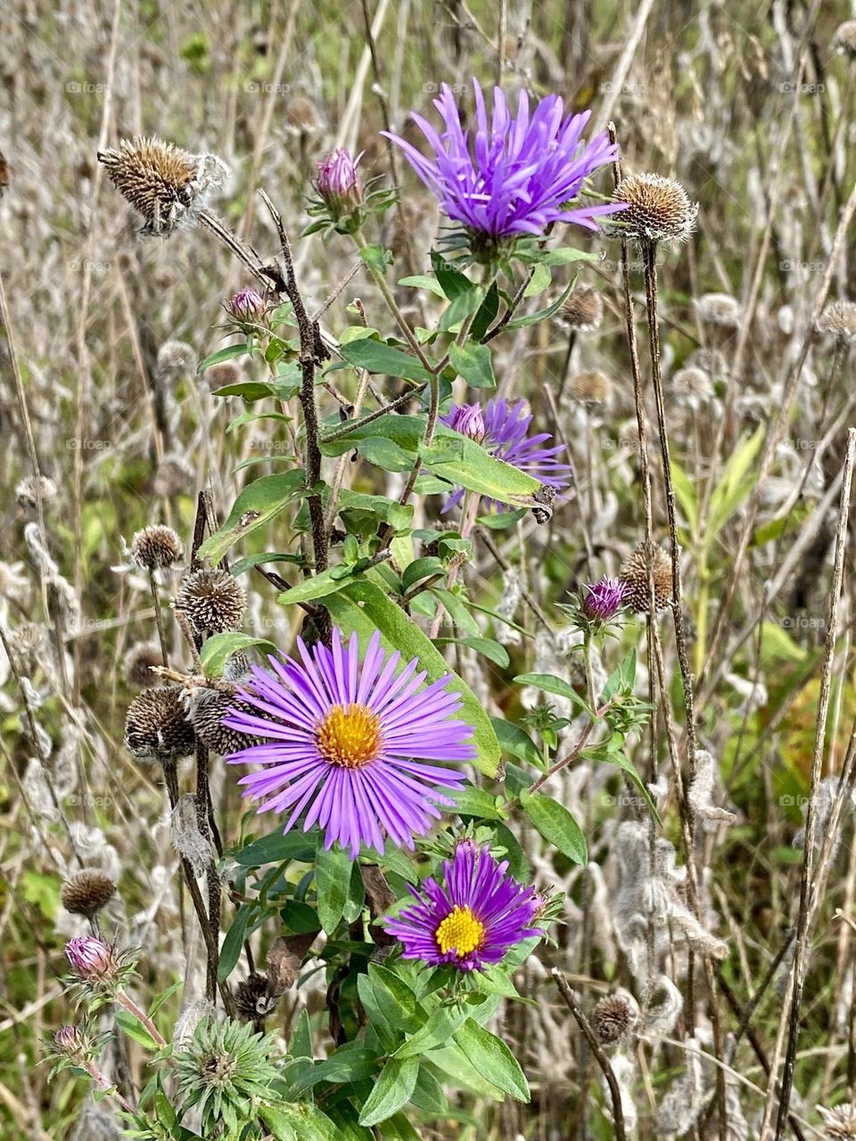 Purple flowers in a field of dry grass