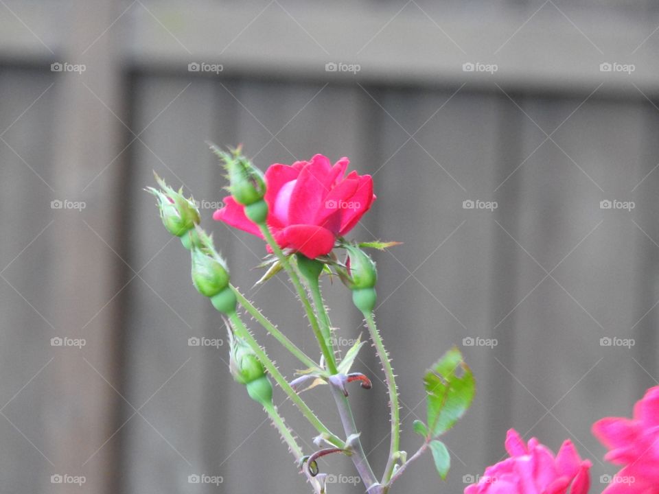 Red rose bud