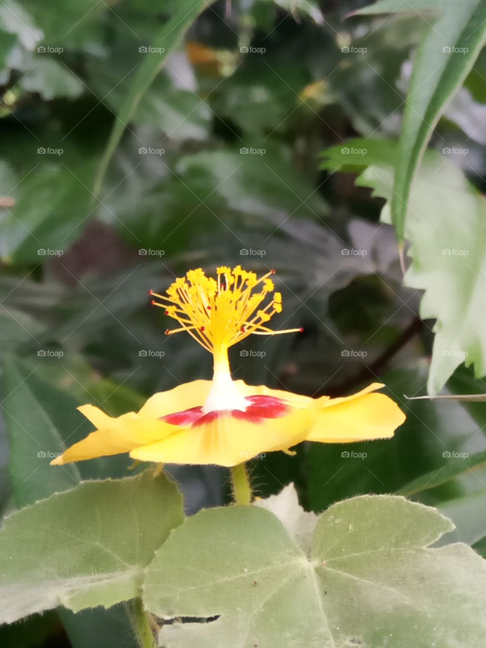 Nature, Leaf, No Person, Flora, Flower