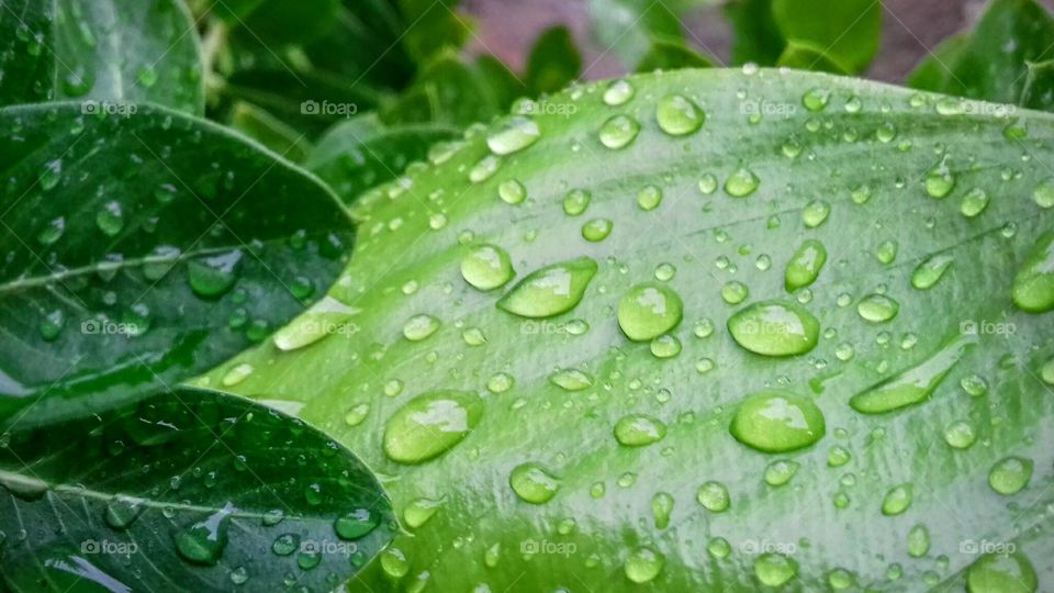 Rain, Drop, Leaf, Dew, Flora