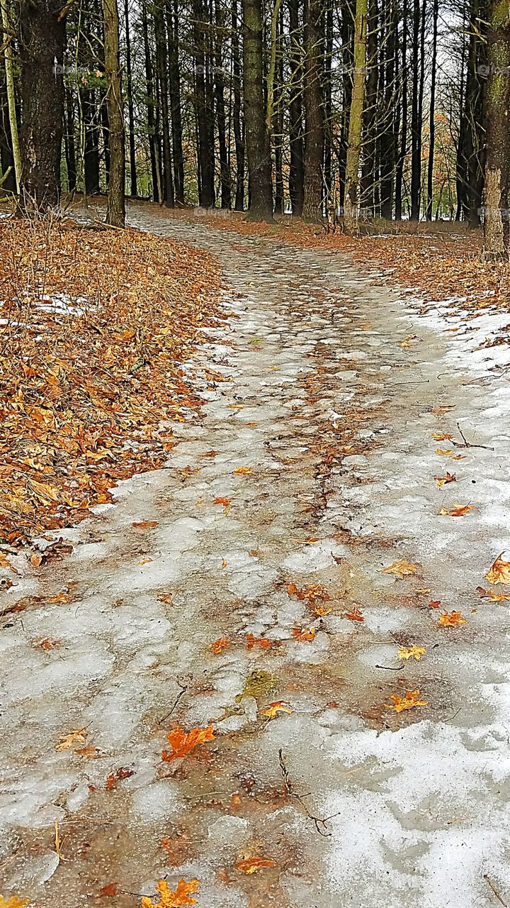 icy trail in the woods