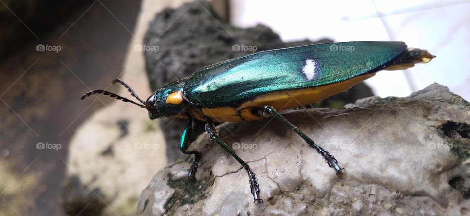 Gem beetles are often brightly colored and always have a hint of color usually on the underside.