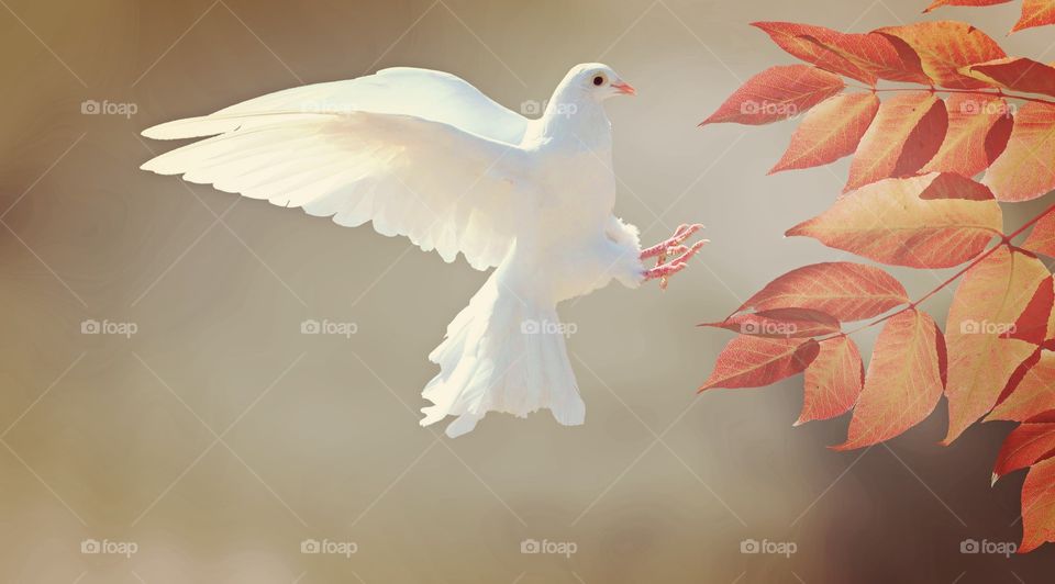 a white pigeon flying in the air