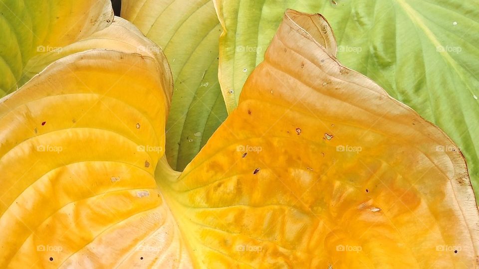 Down the rabbit hole