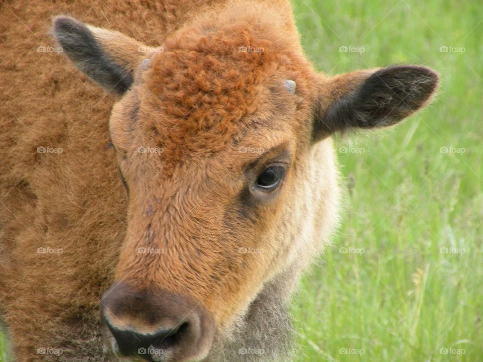 Young buffalo 