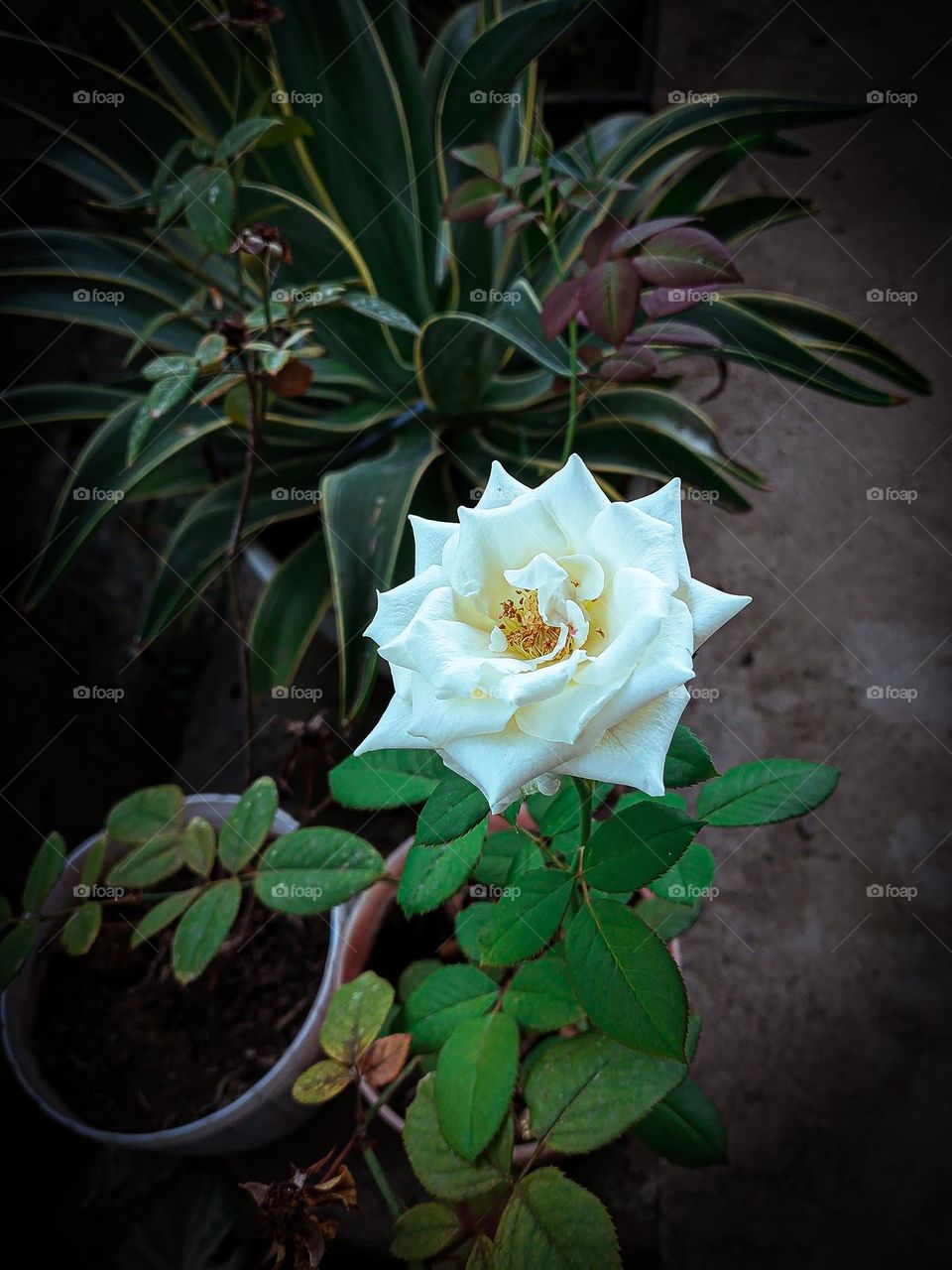 White rose at night