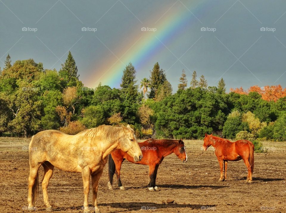 Rainbow After The Storm