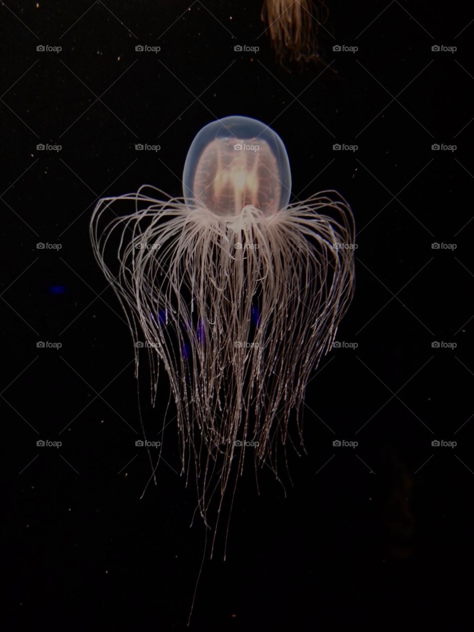 Bright Jellyfish 