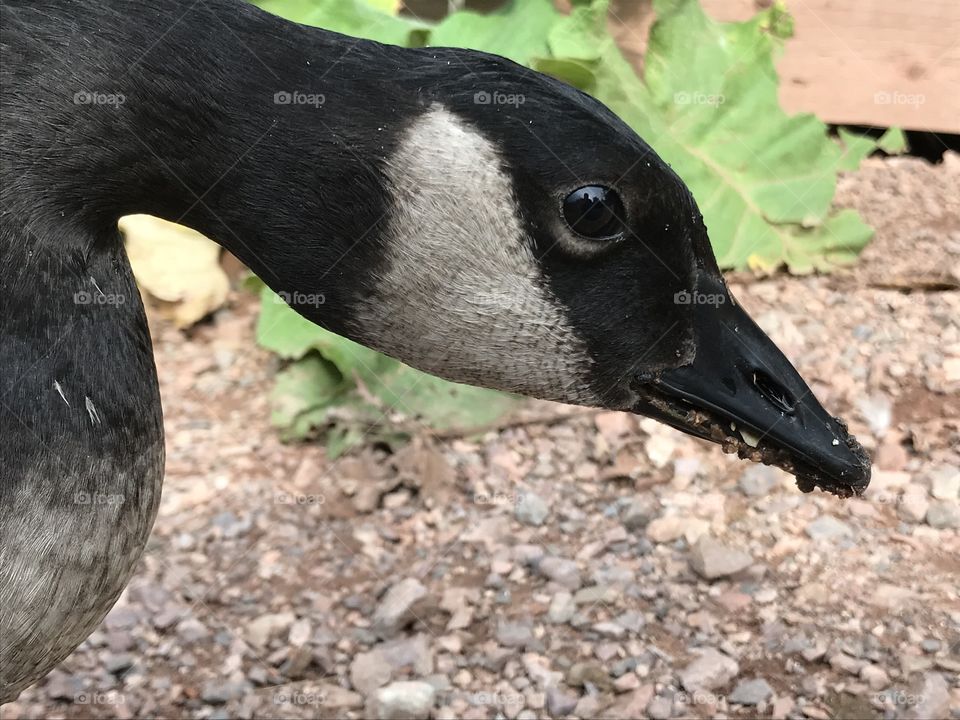 Closeup of a Canadian goose’s face