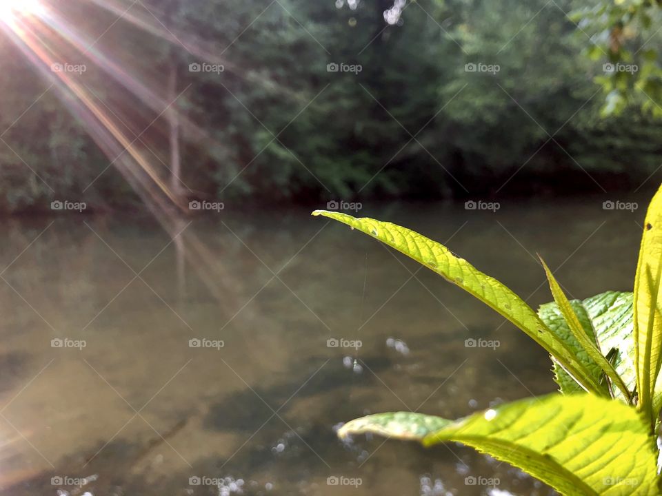 Morning sunbeams shining across Bluewater Creek on green leaves