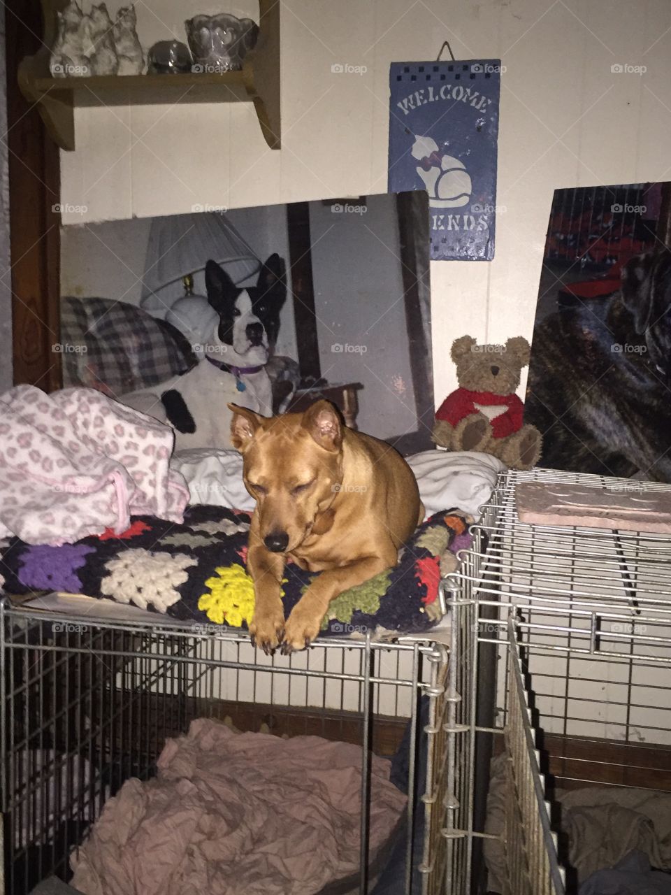 Min pin hanging out on top of her bed