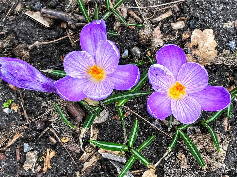 Crocus signaling the arrival of spring