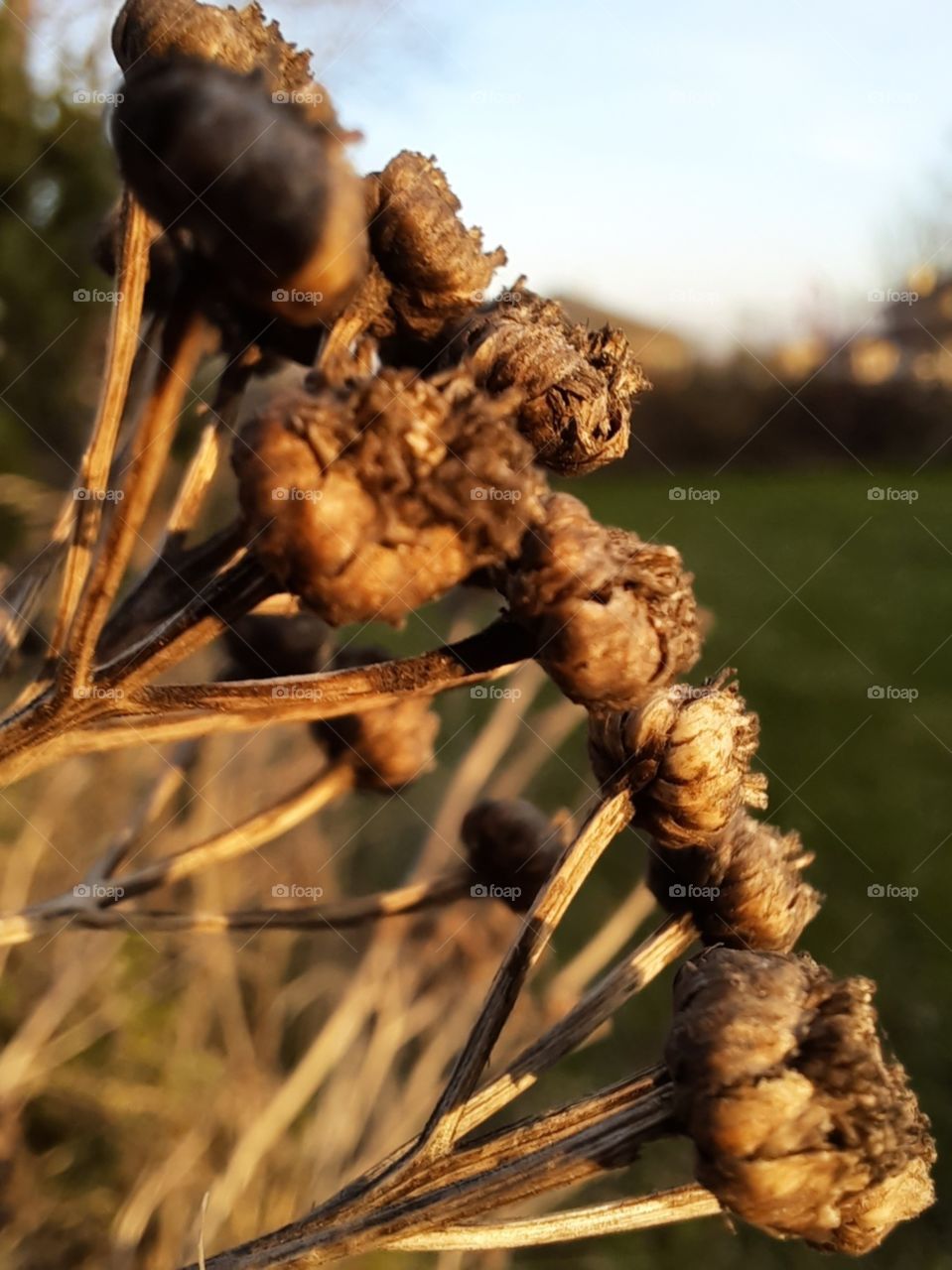 close-up  of sunlit  dried flowers of tansy in winter