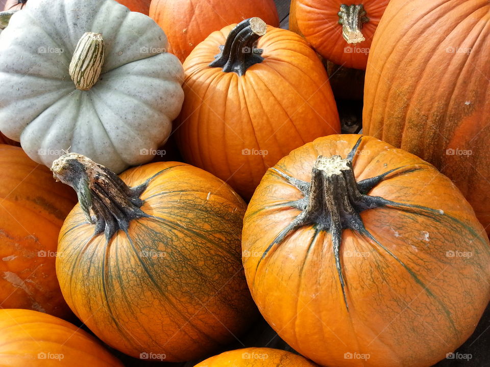 Bright pumpkins grouped for sale during an autumn festival.