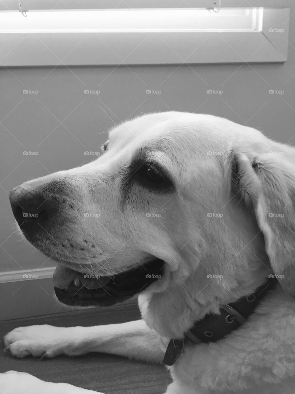 Lucy modeling for the camera