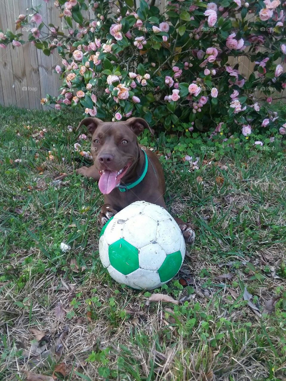 soccer dog