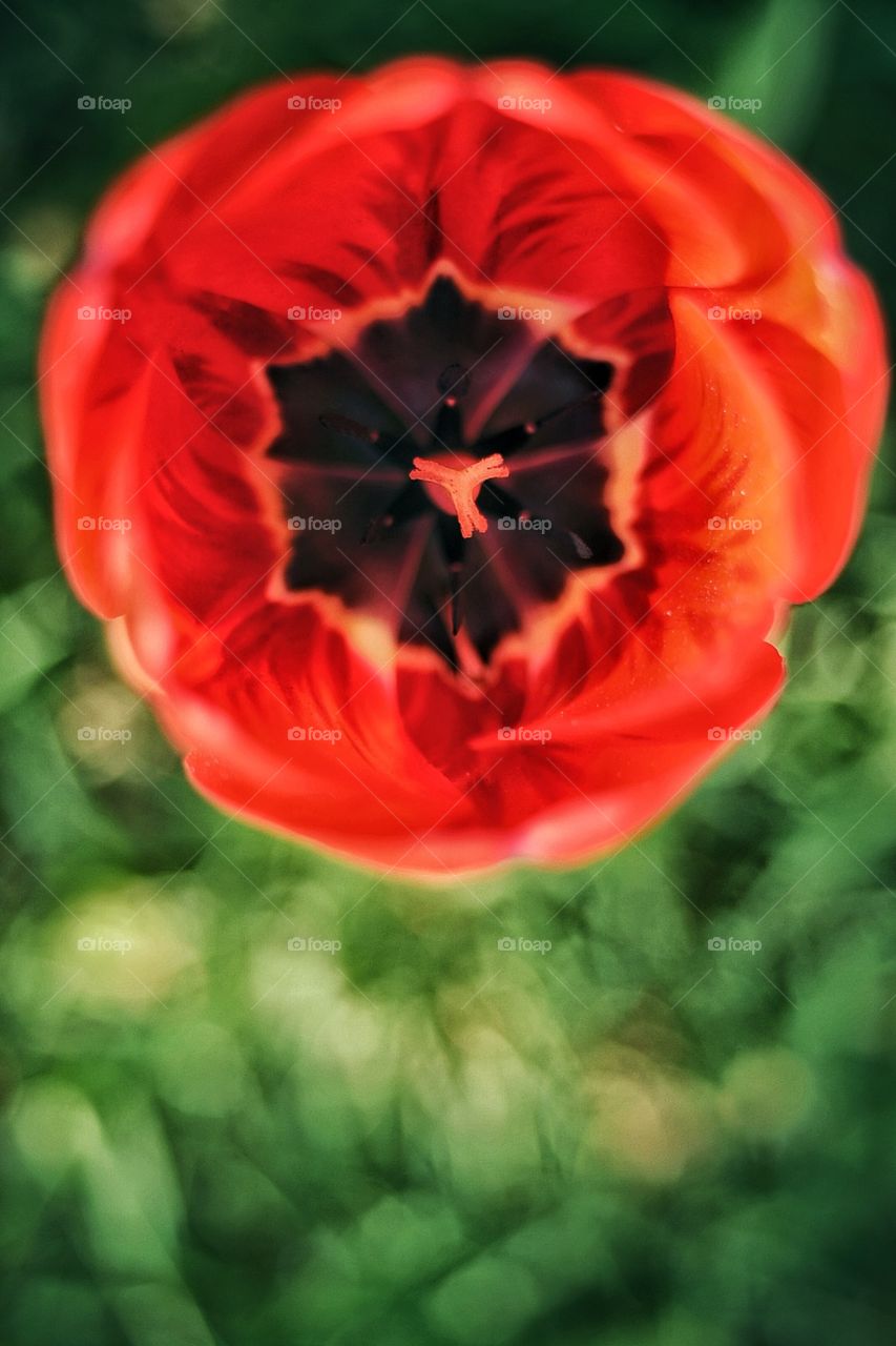 Tulip