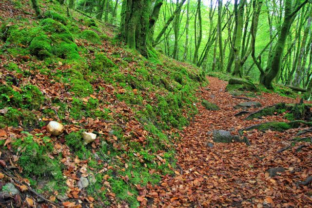 Hiking Pitlochry in autumn