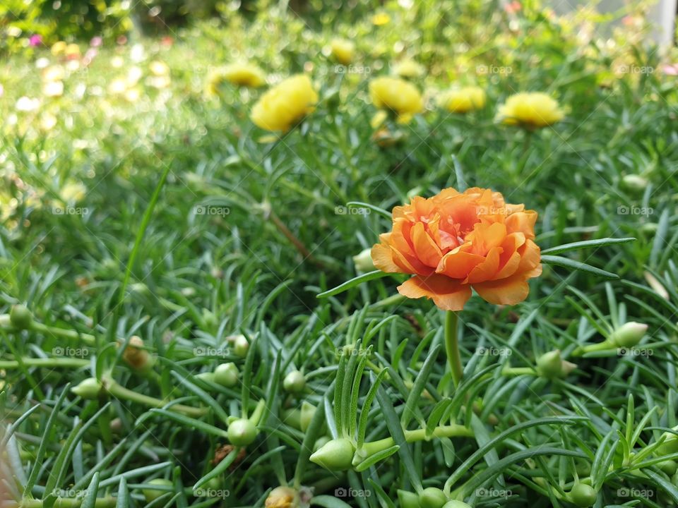 the portulaca grandiflora