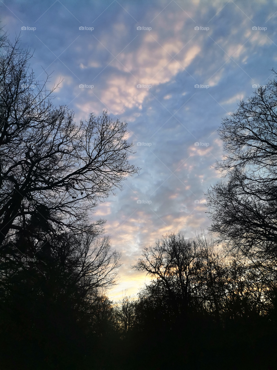 Autumn sunset against a background of trees