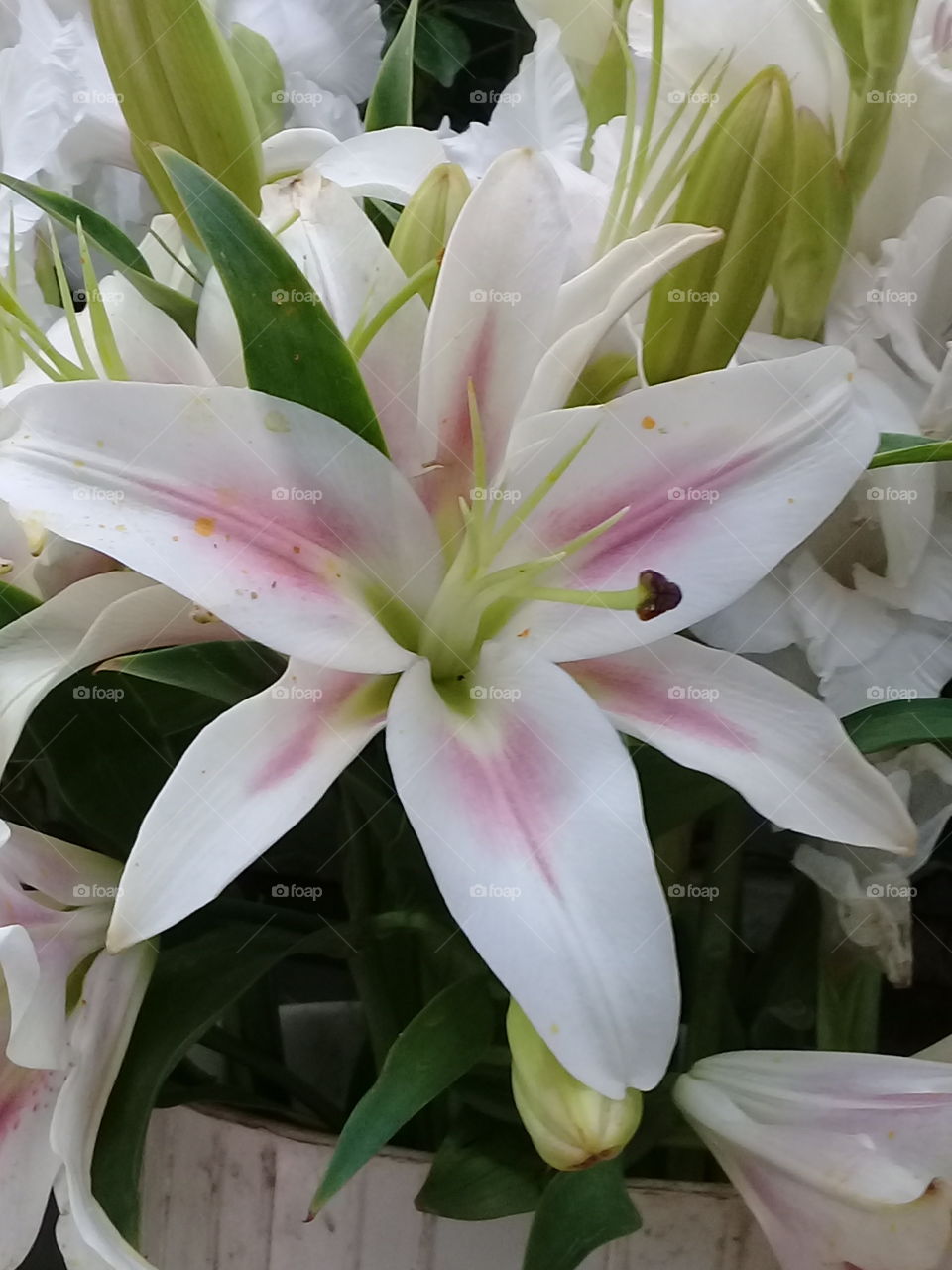 the nuture,no filters