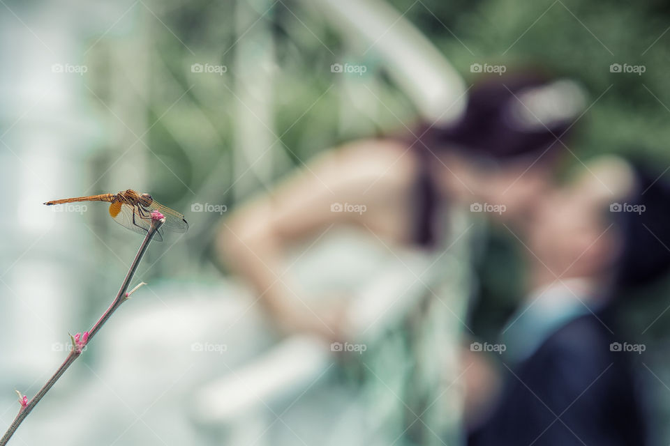 Close-up of dragonfly with couple kissing in the background