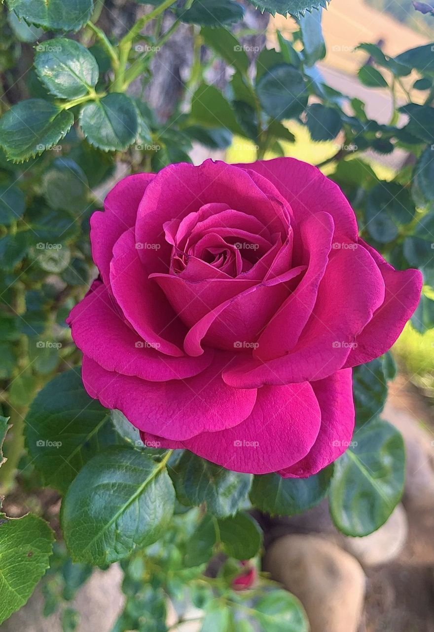 Pink Rose 