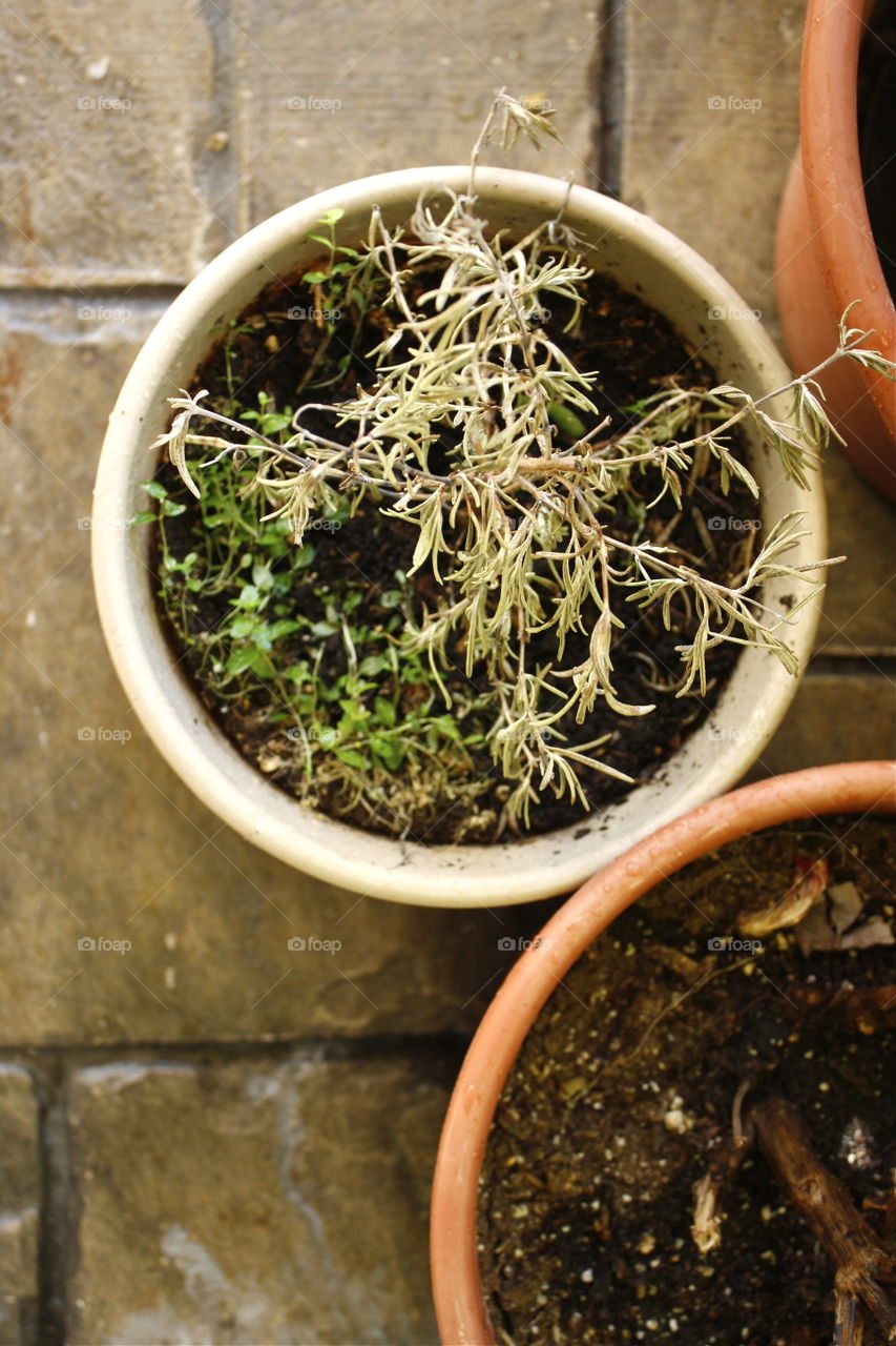 Multicolored Potted Plants