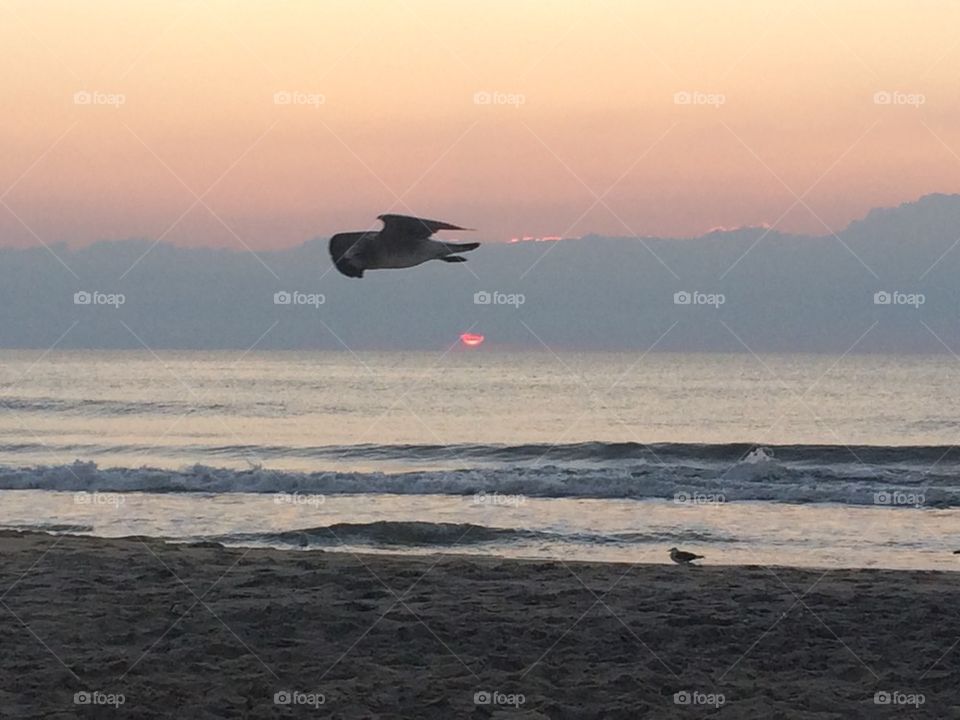 Sunrise seagull