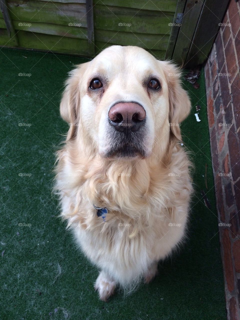 Nocas - Golden Retriever