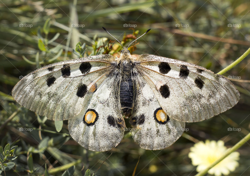 Apollo butterfly, close up, macro