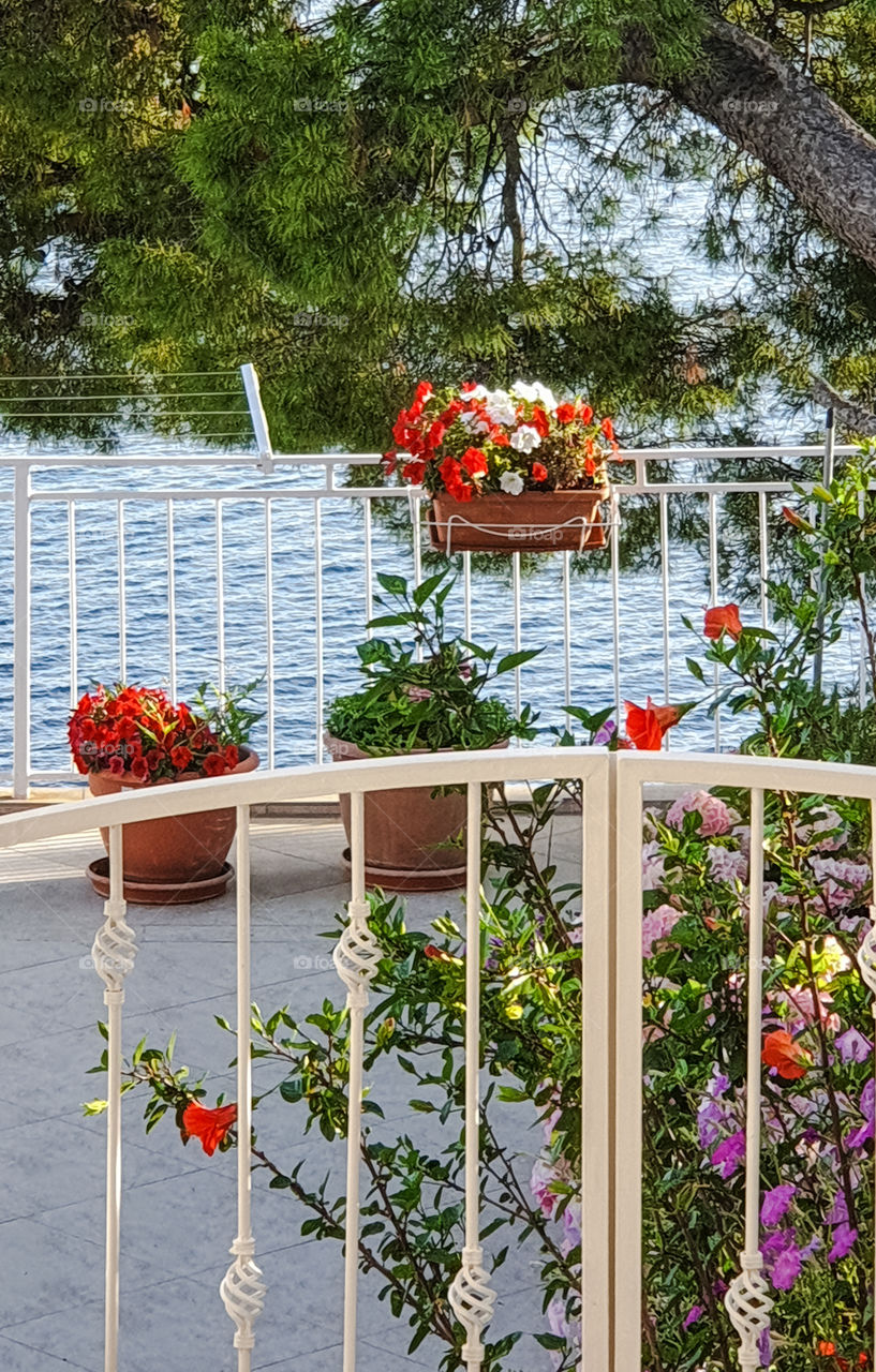 Summer, a beautiful balcony with a white lattice with flower pots and colorful flowers with sea and pine views