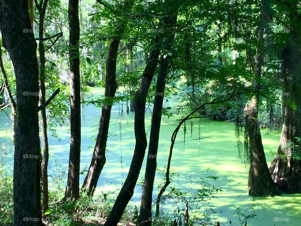 Green bog trees swamp 