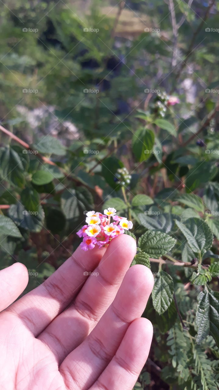 bunga ini memang kecil, tapi bunga ini tetap cantik
