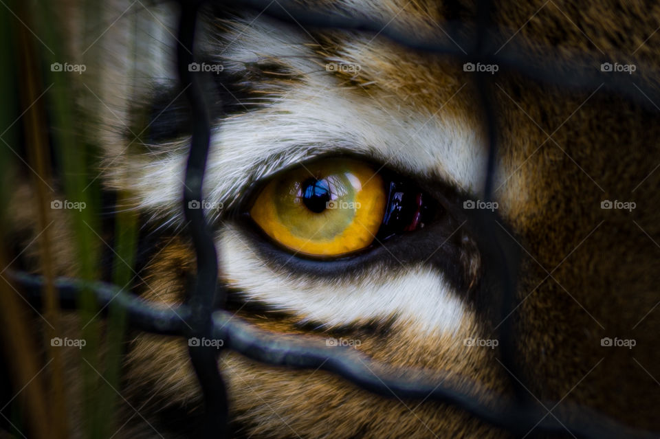 tiger looks through the bars