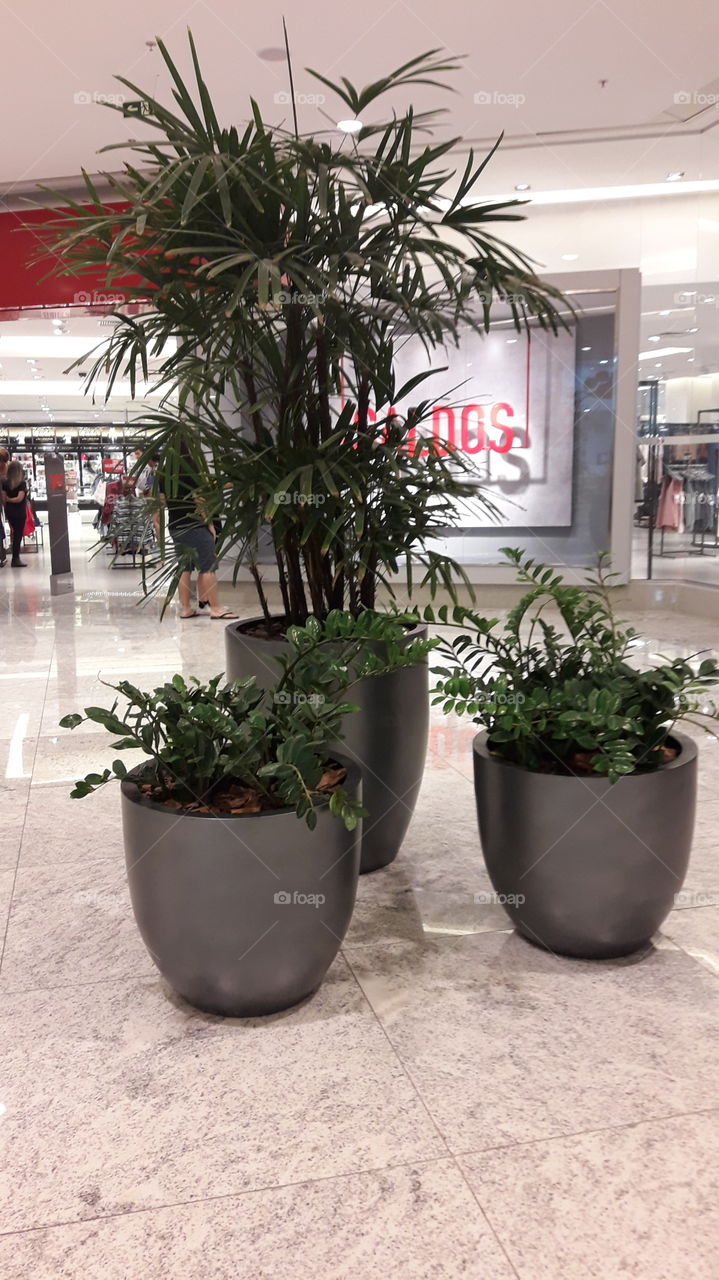 plantas decorativas