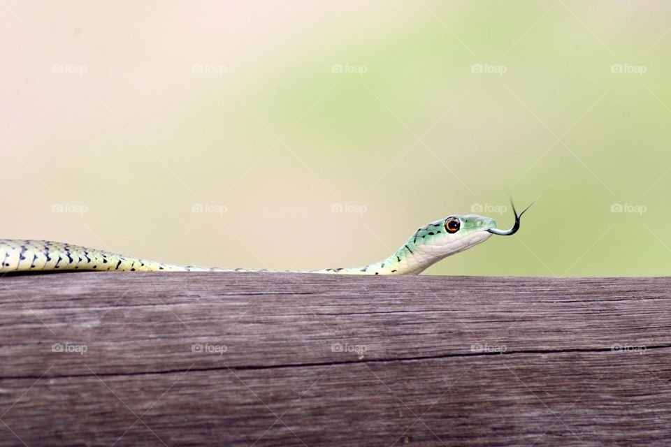 A close up shot of a green snake 
