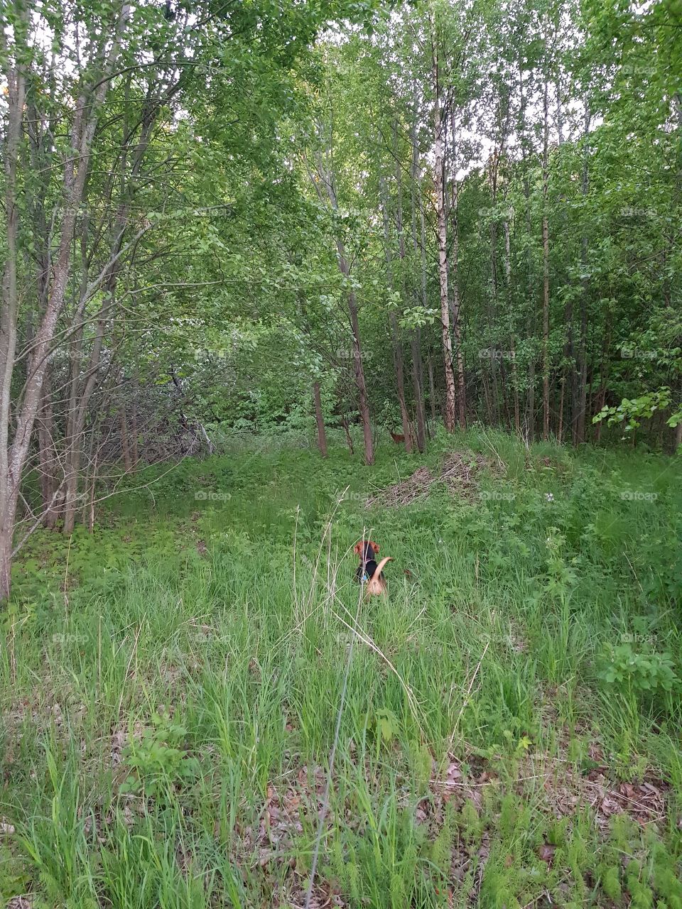 hunting dog and deer.