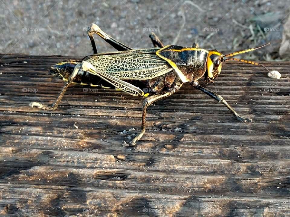 Mexican General Grasshopper