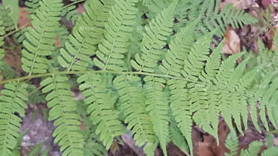 fern